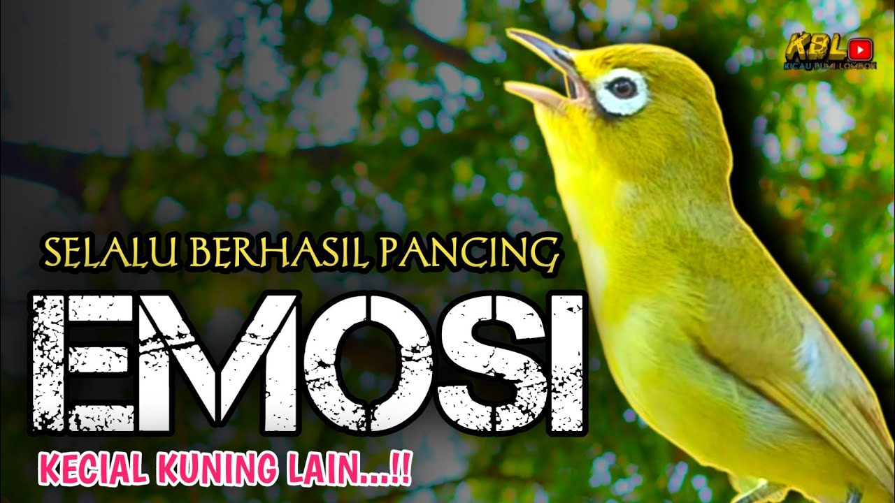 CIAK CIAK JOSS KECIAL KUNING AMPUH||PANCINGAN KECIAL MALAS BUNYI||