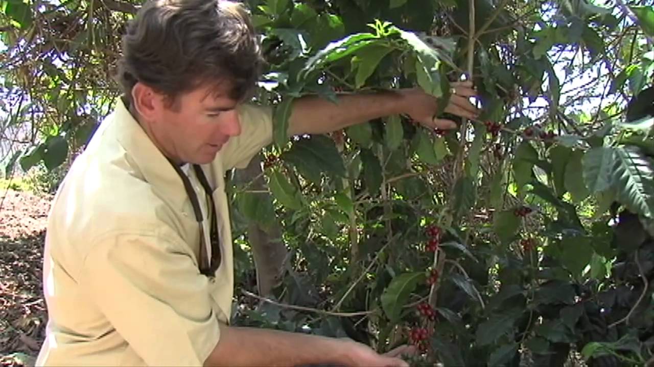 Кофе, выращенный в Калифорнии