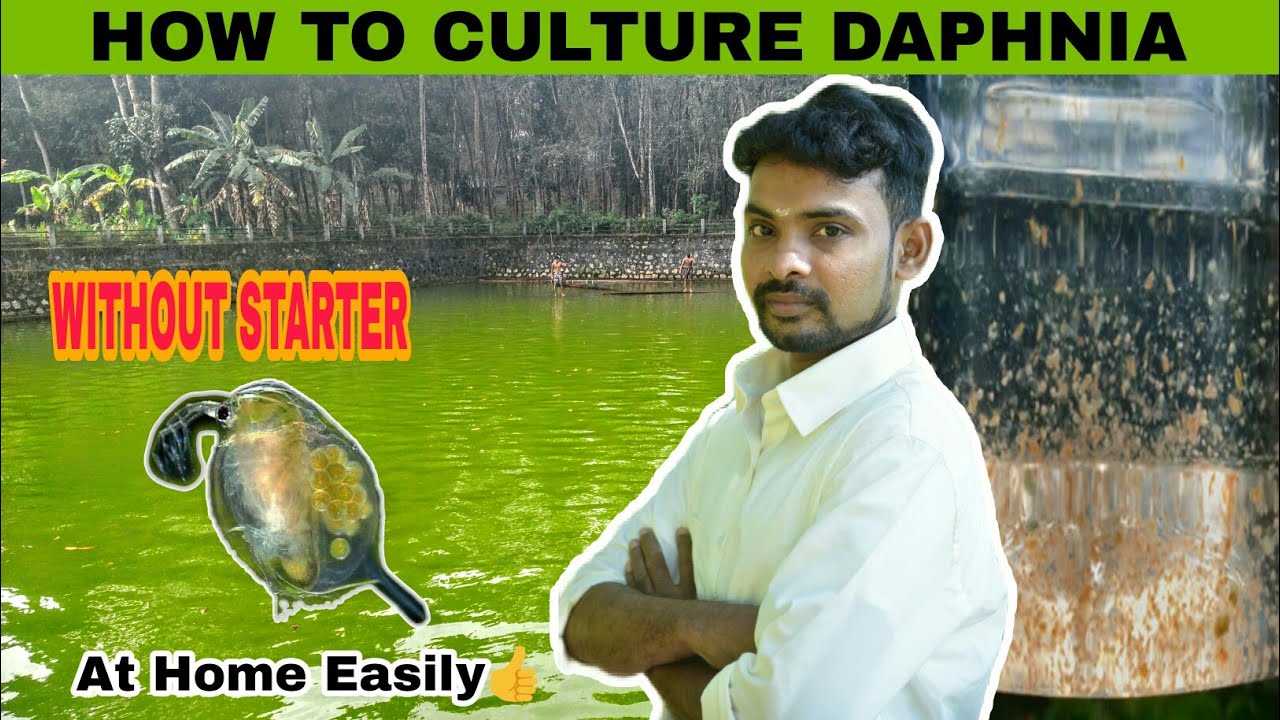 How To Culture Daphnia | Without Starter | At Home Easily | Aathi Aqua Vlog