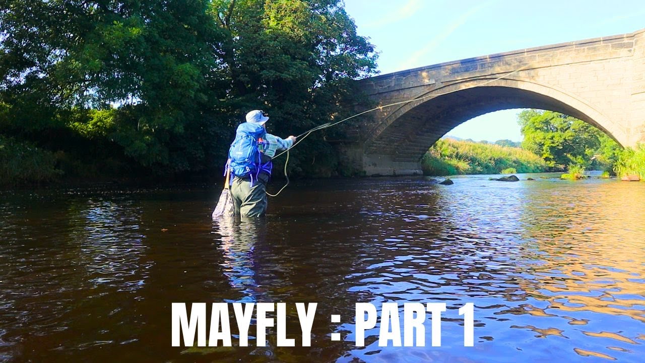 Mayfly : Part 1. Brown trout on dry flies in the 2023 season.