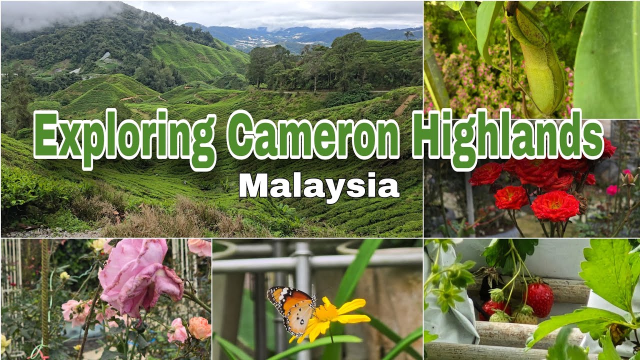 Exploring Cameron Highlands Malaysia | BOH Tea Plantation, Strawberry Farm, Rose Garden & Local Mark