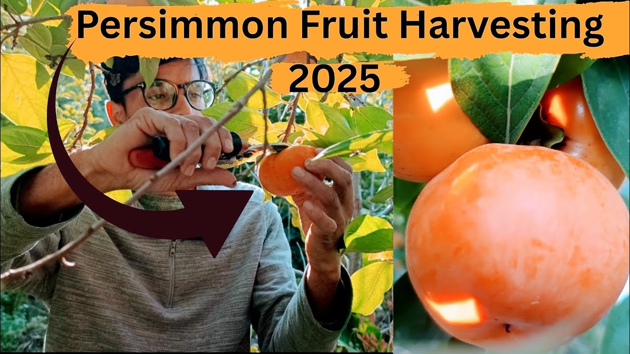 Persimmon Fruit Harvesting 28/10/25 Fruit Quality&Fruit Size #fruit #persimmon #orchard#kishorifarms
