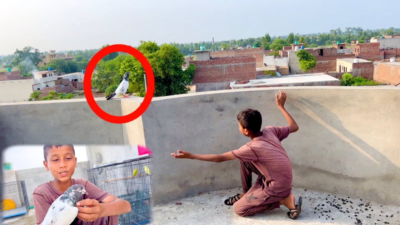 New Kabootar Pakar Liya 😃 7 Kabootar Ho Gaya | Dawood Sabir Vlogs
