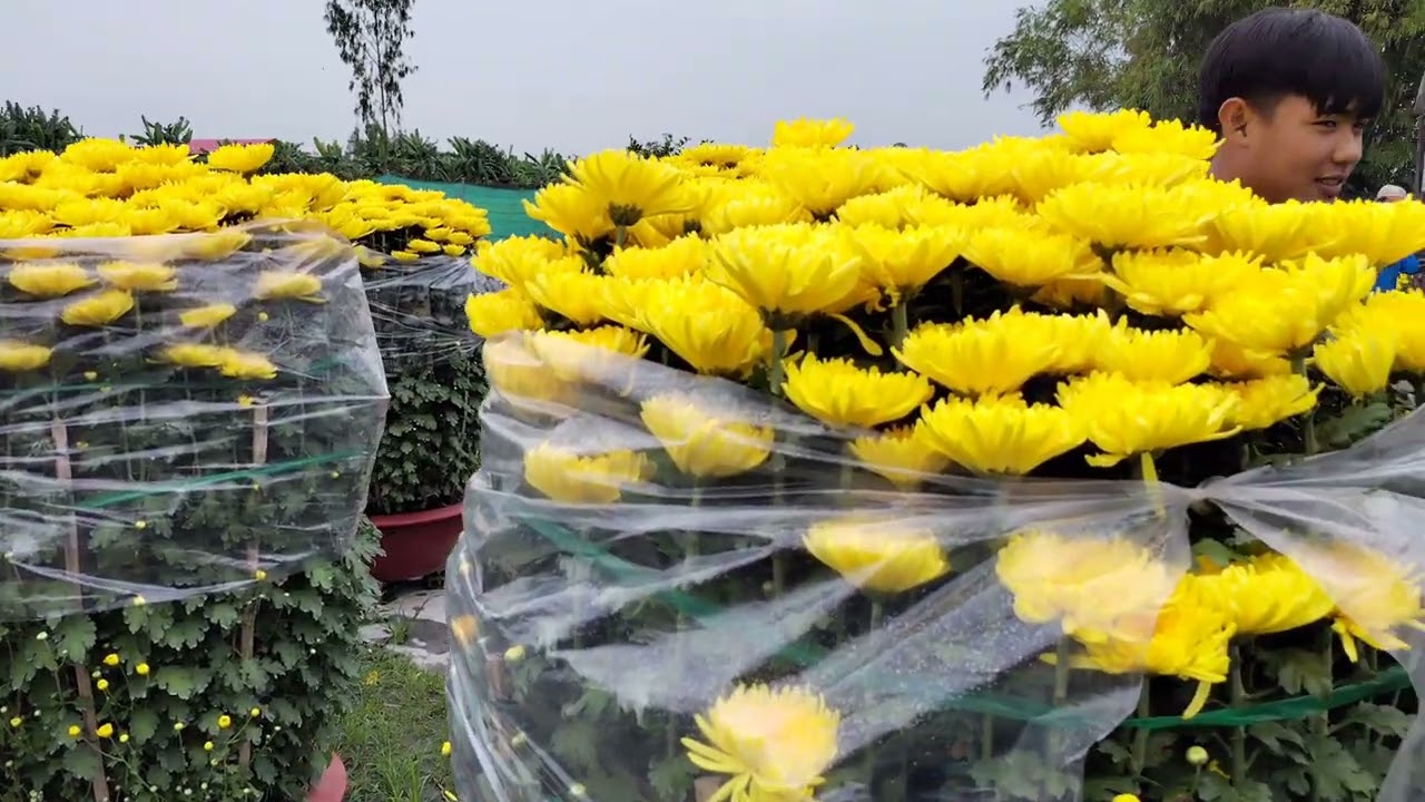 Giao Hoa Cho Khách Đến Từ Sài Gòn ( chuyến thứ 4 ) _ Vườn Hoa Tư Trực 🌼🌼🌼