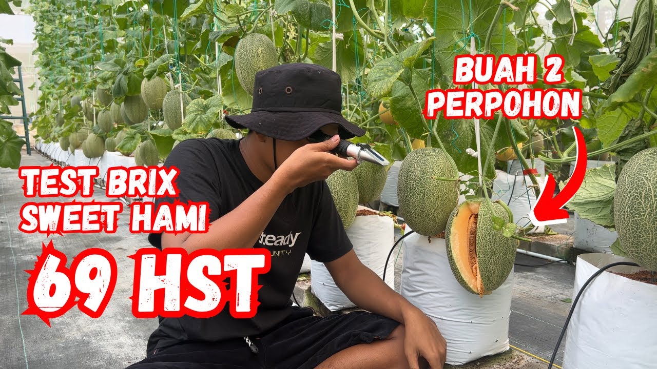 Melon Sweet Hami dibuahkan 2 test brix kemanisan