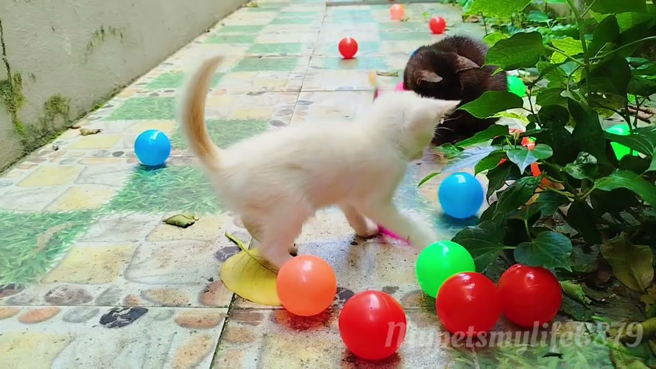 The White Kitten Had Just Arrived At The Shelter And Was Already Making Friends With The Other Cats