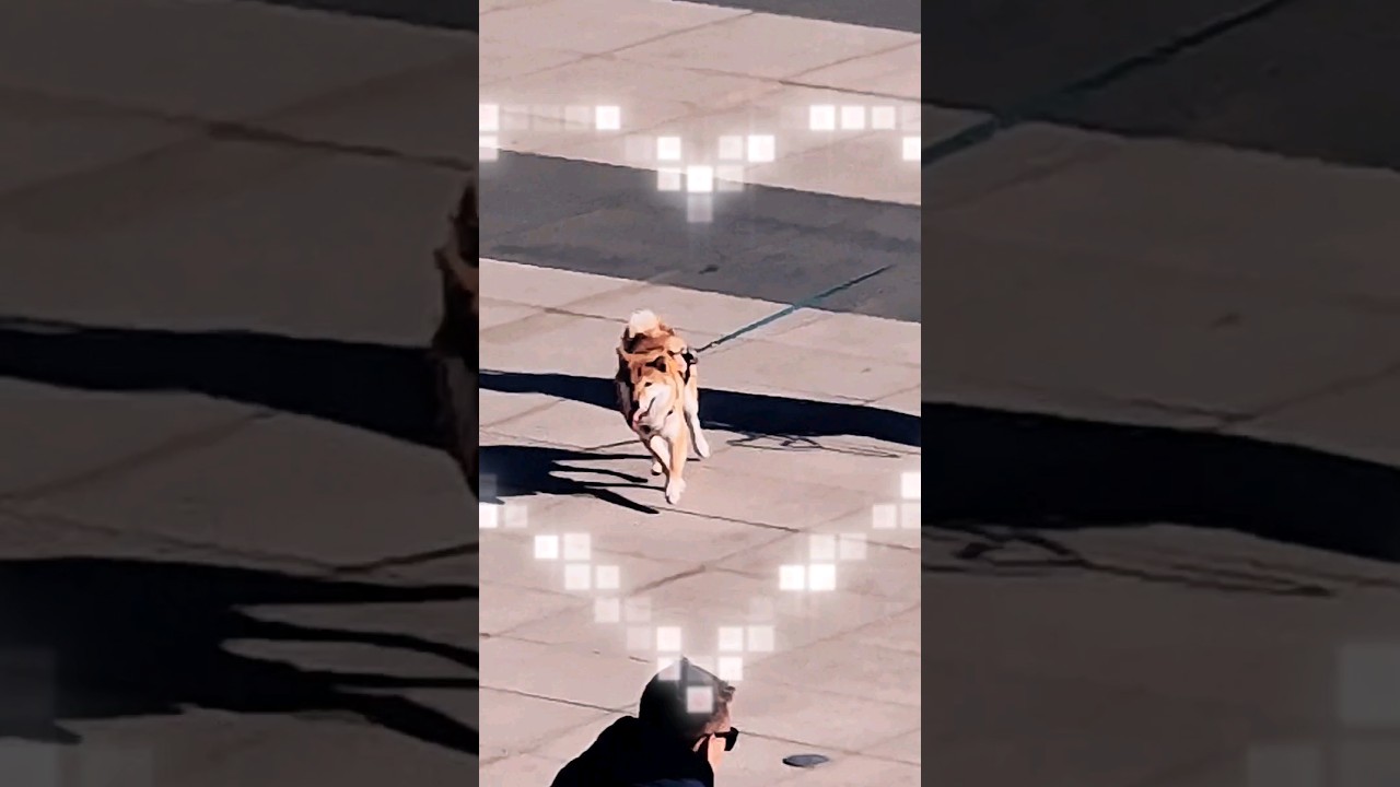 🐶 Pieseł nad Wisłą #pies #piesek #pieseł #warszawa #warsaw #słodziak #dog #doggo #spotted