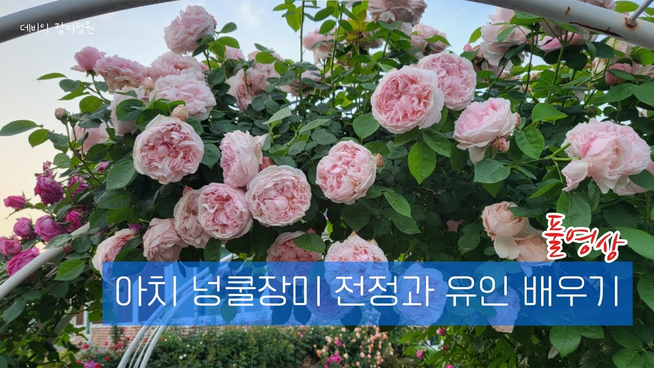 복잡한 아치의 덩굴장미 같이 전지해요ㅣ줄장미 가드닝팁
