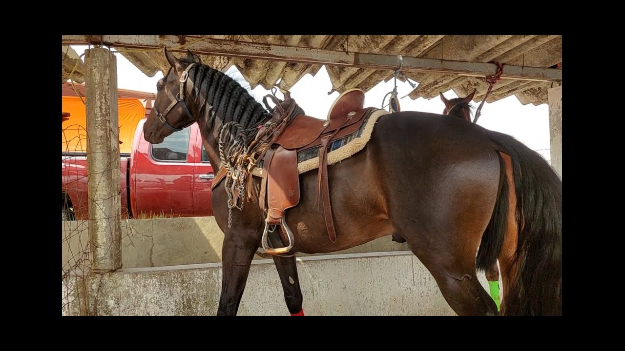 RANCHO LAS TABLAS-BONITOS POTROS,POTRANCAS,YEGUAS Y CABALLOS QUE LLEGARON HOY A LA PLAZA GANADERA.