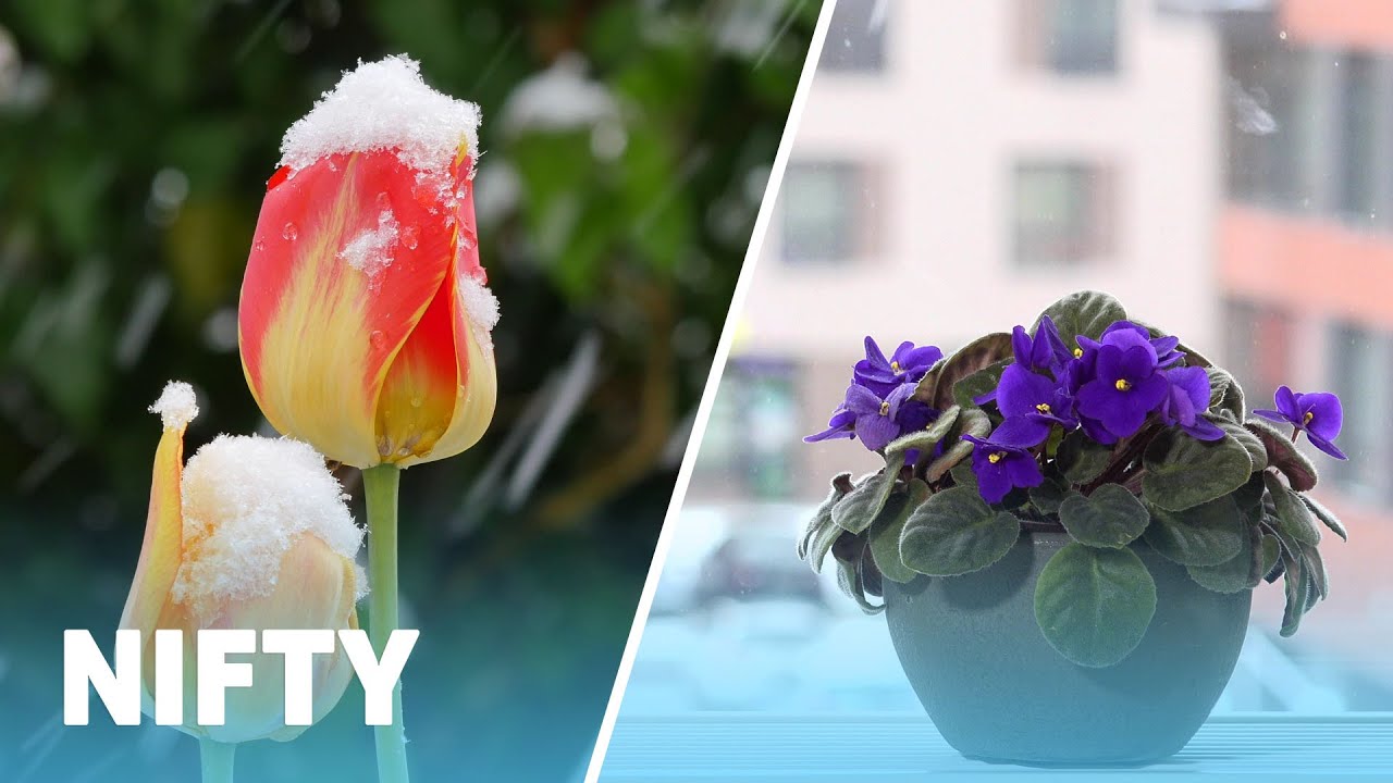 6 Ways To Protect Plants In The Winter