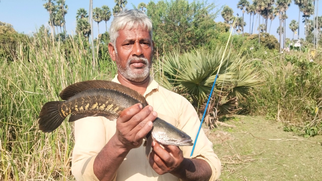 Snakehead Fish Catching video Tamil 🦈 | Murrell Fish Catching With Hook 🎣