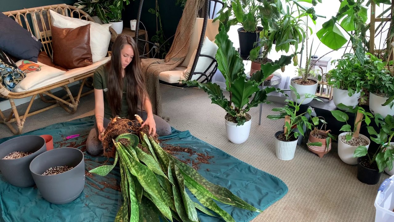 Sansevieria Jaboa Snake Plant Propagation