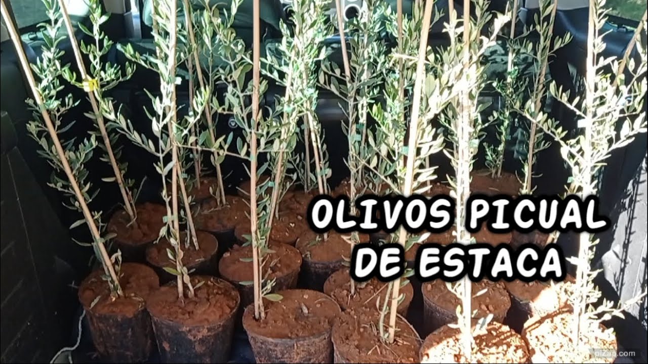 Plantando OLIVOS PICUAL.