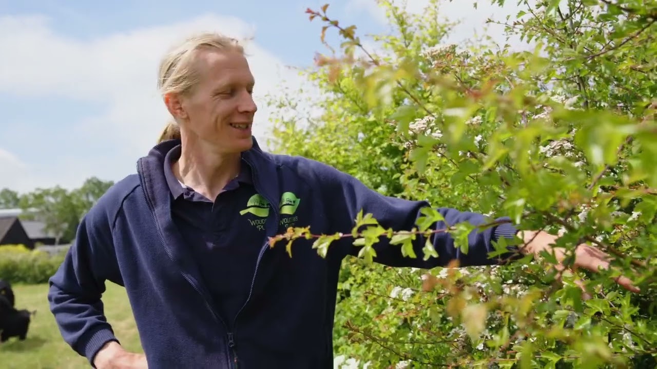 Hollandse Lagen #1 - Voederhagen laten groerien op het melkveebedrijf