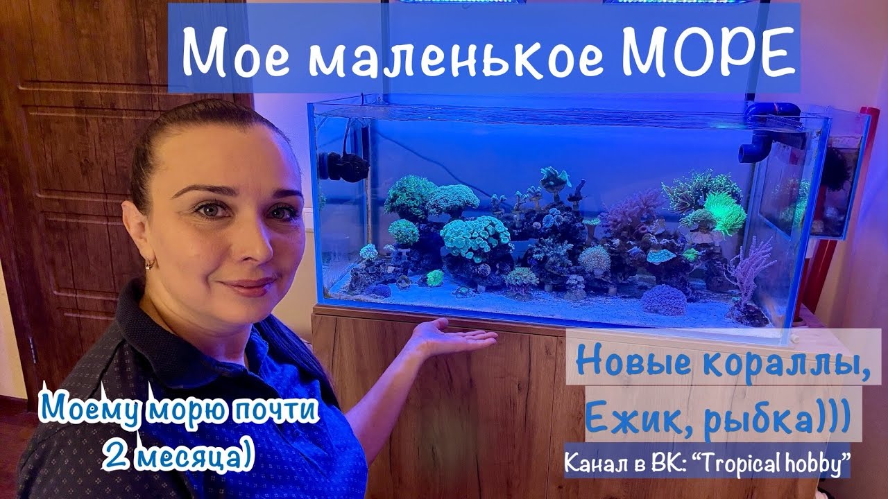 Морской аквариум. Моему морю почти 2 месяца, что нового?