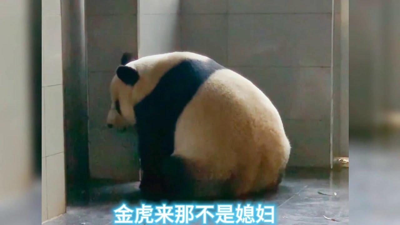 金虎偷看隔壁的妙音，却被奶妈棒打鸳鸯，可怜的大虎子