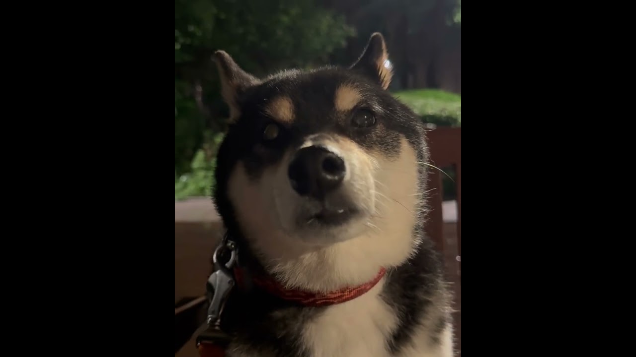 #시바 #shibainu #봄밤 비소리 #ASMR Spring night rain