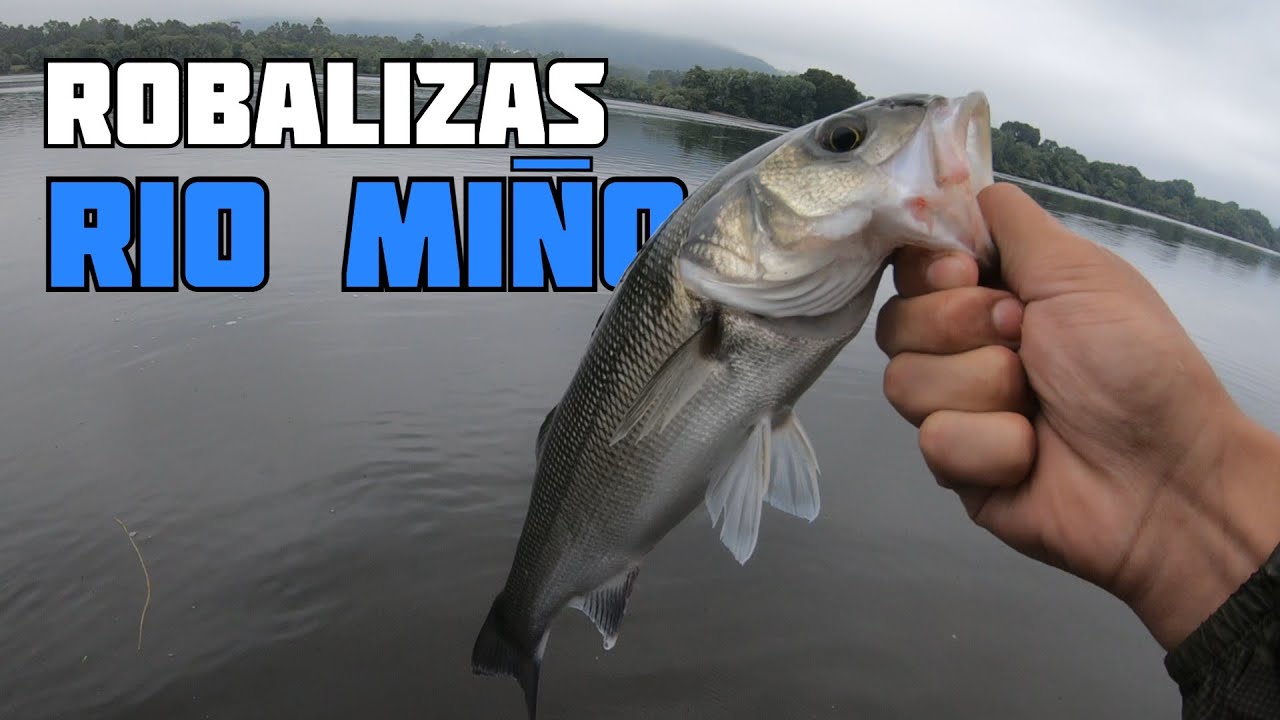 Pesca de robalizas en el Río Miño