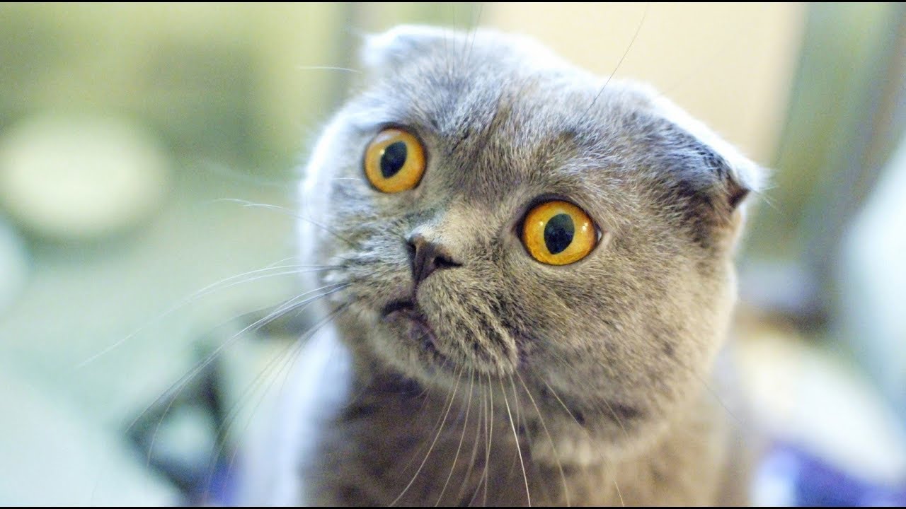 Scottish Fold Kedi &Ouml;zellikleri - osman &ccedil;akır