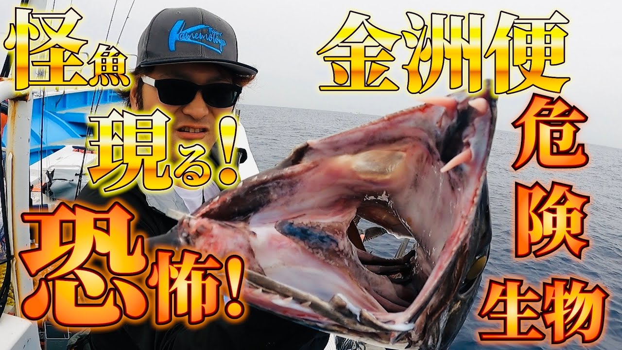 【金洲】金洲で怪物に遭遇！怪魚ハンター爆誕
