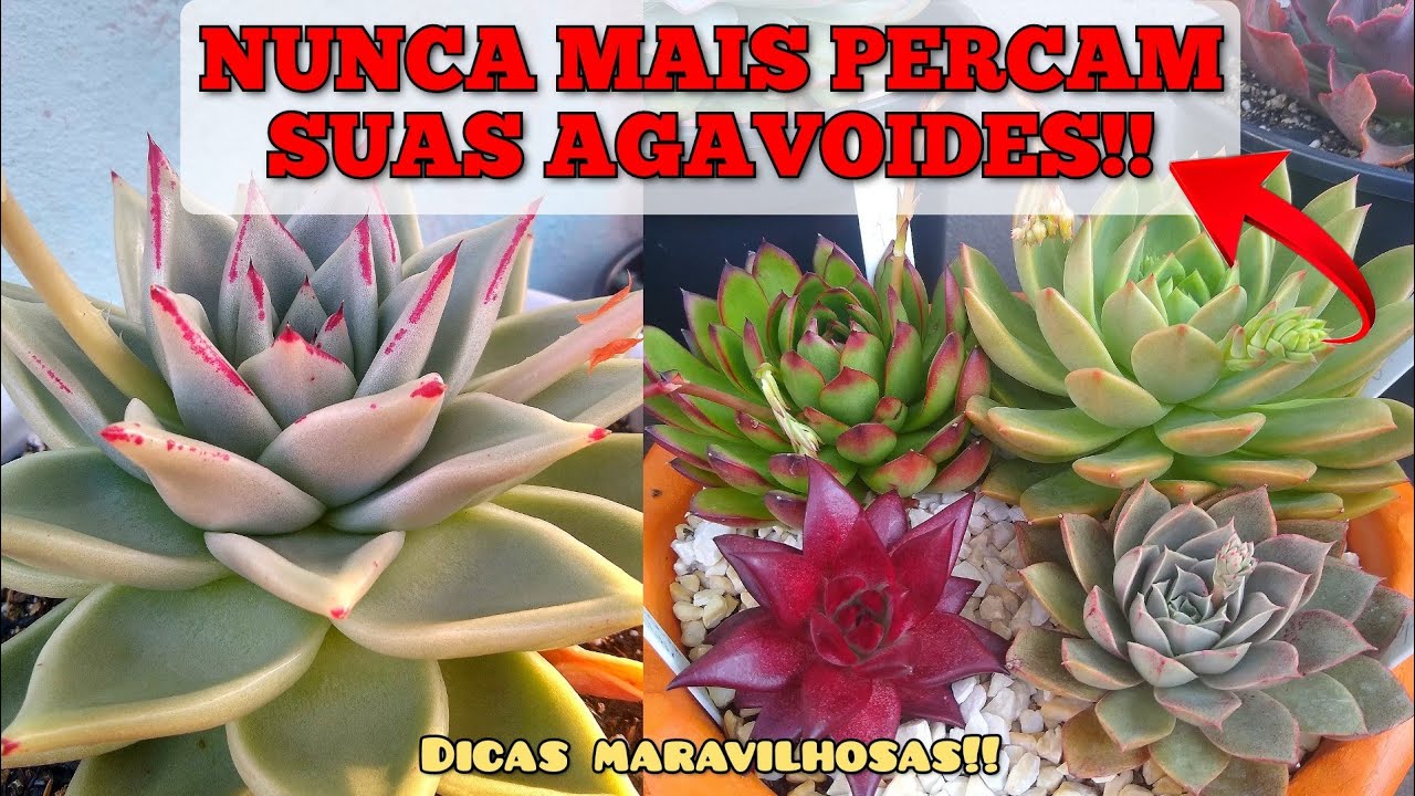 DICAS VALIOSAS 😱 nunca mais perca suas agavoides 🥰🥰 / Paraíso da Suculenta