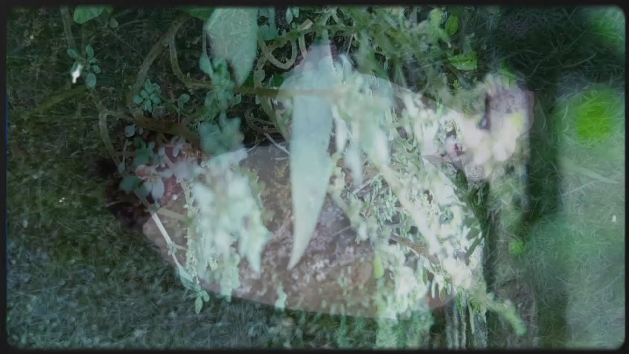 J.A. Domínguez - Flowers Breaking The Pavement (Official Music Video)