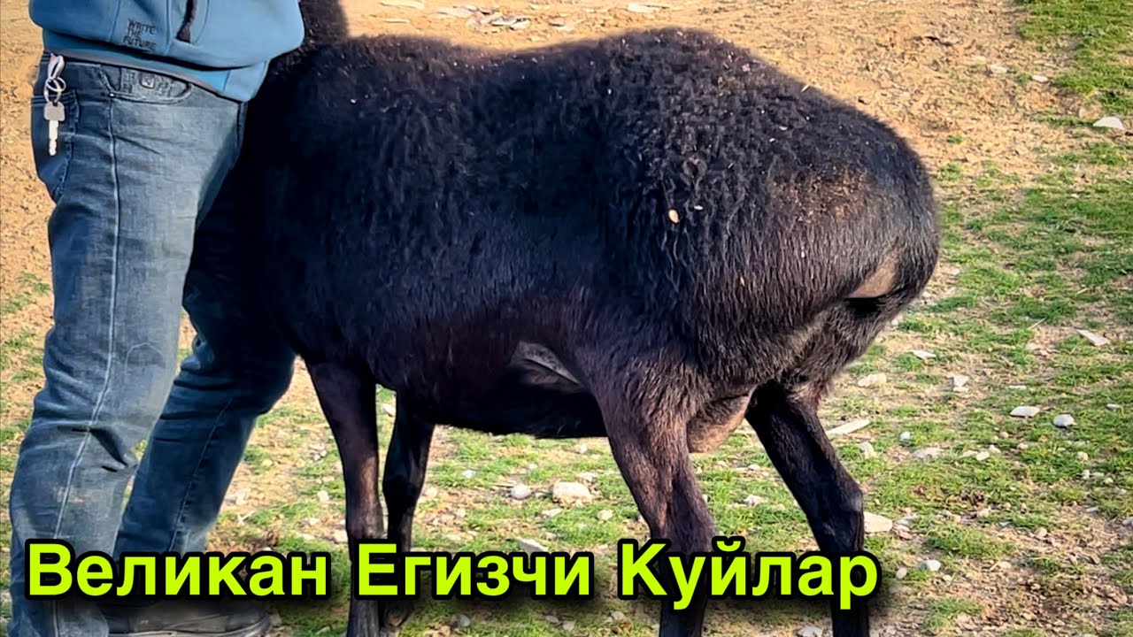 Сотилди! Барака булди!