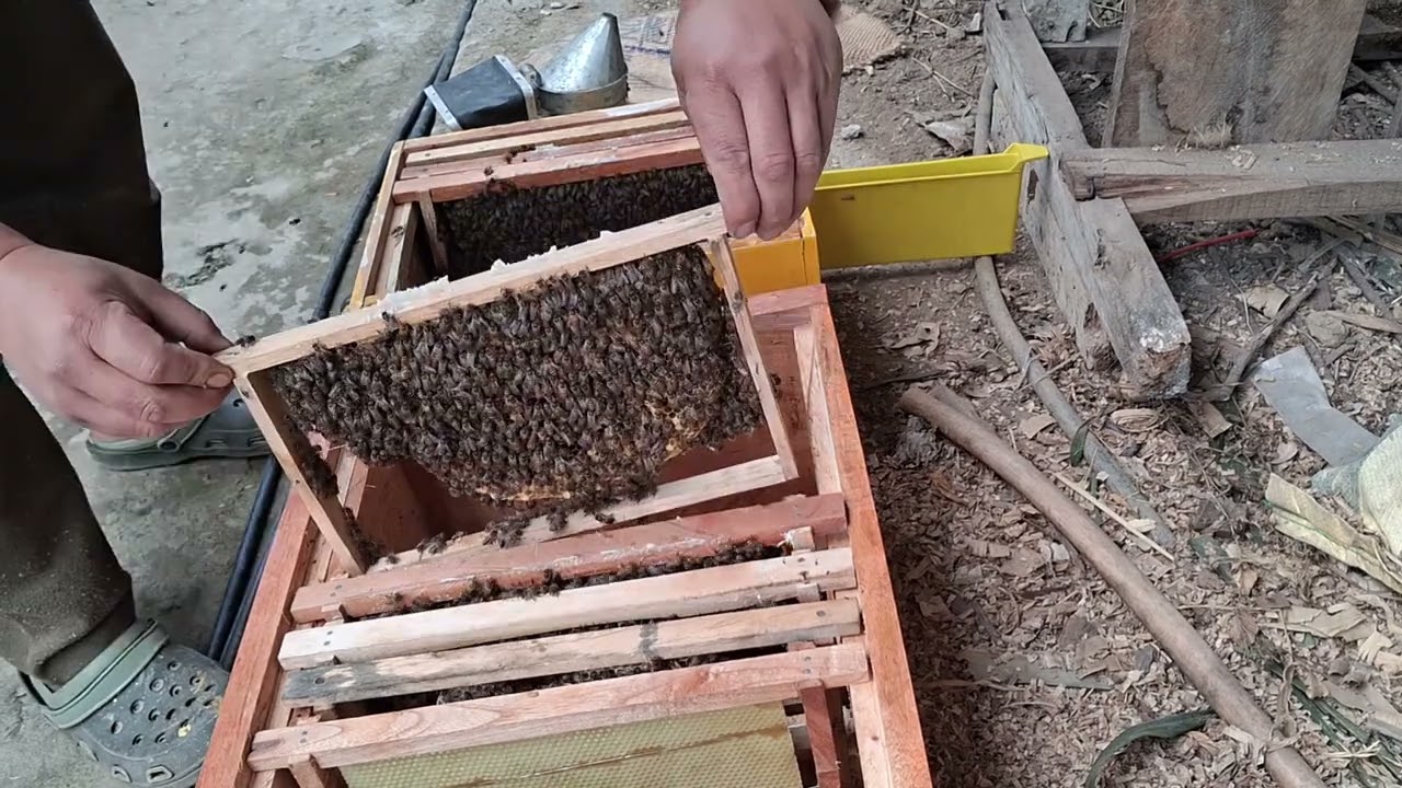 Bee sifting Btipe to Traditional type box