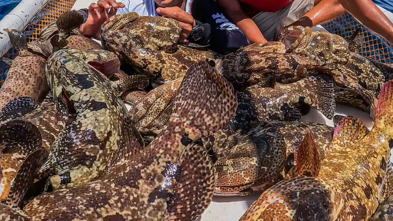 Kampo ng grouper