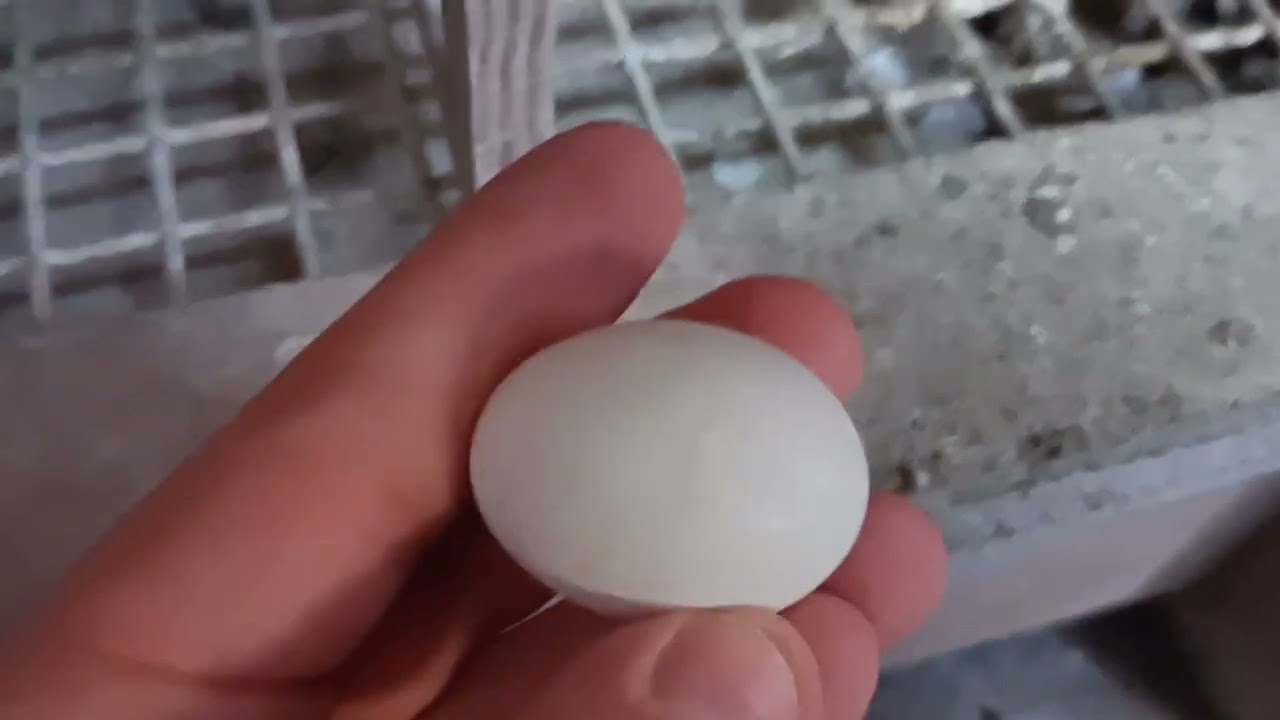 Die Jungen schlüpfen / Young birds hatching