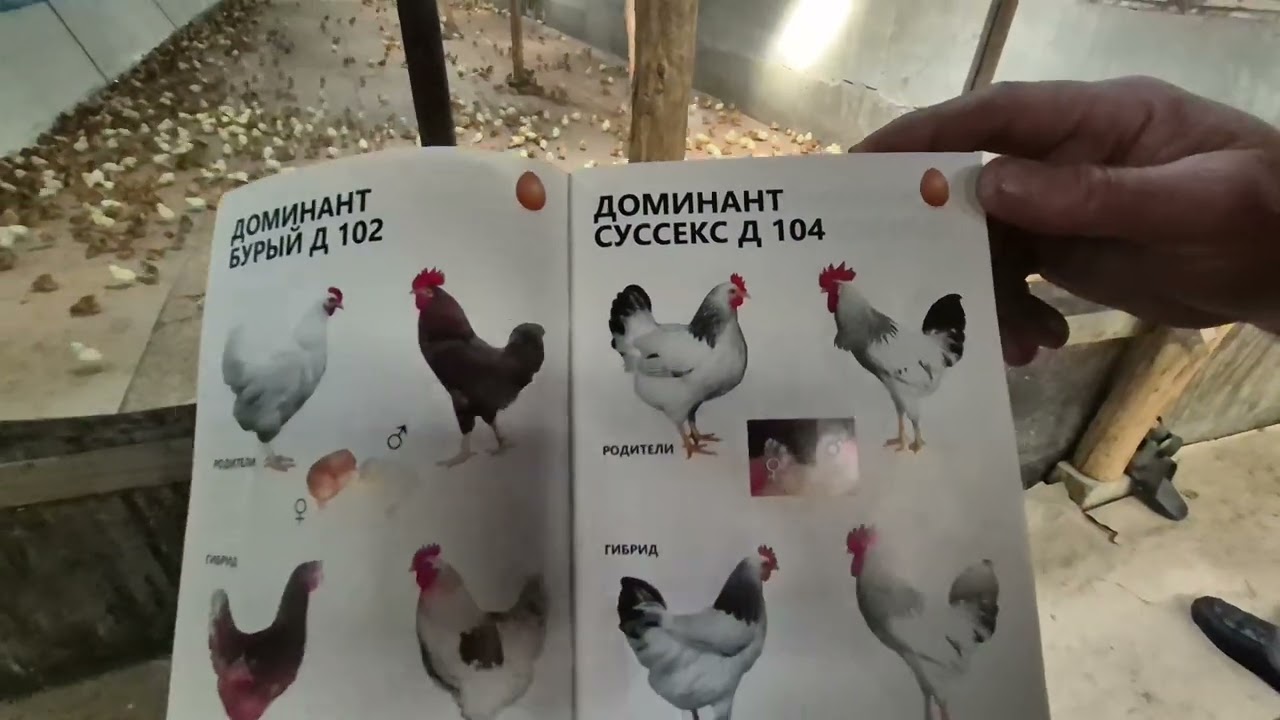 Парандаларга вакцина килиш #фат
