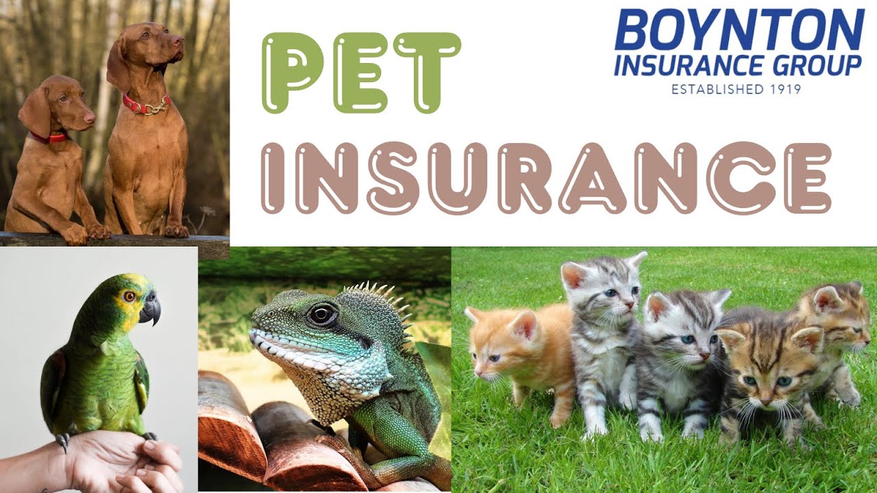 Pet Insurance | Boynton Insurance Group