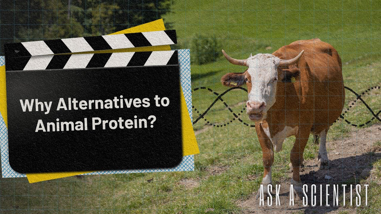 ASK A SCIENTIST...Why alternatives to animal protein?