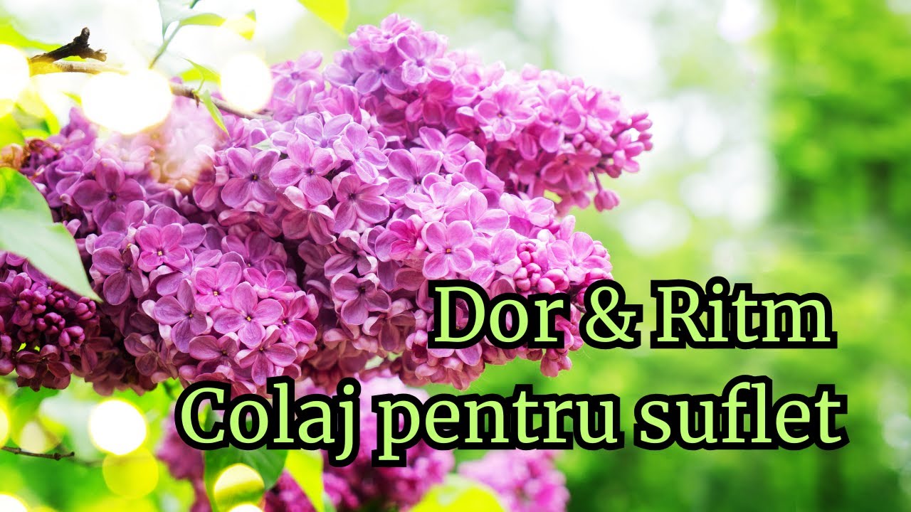 🎵 Dor & Ritm – Colaj pentru suflet ❤️ Volumul 1 | Muzică originală românească  2025 🎵