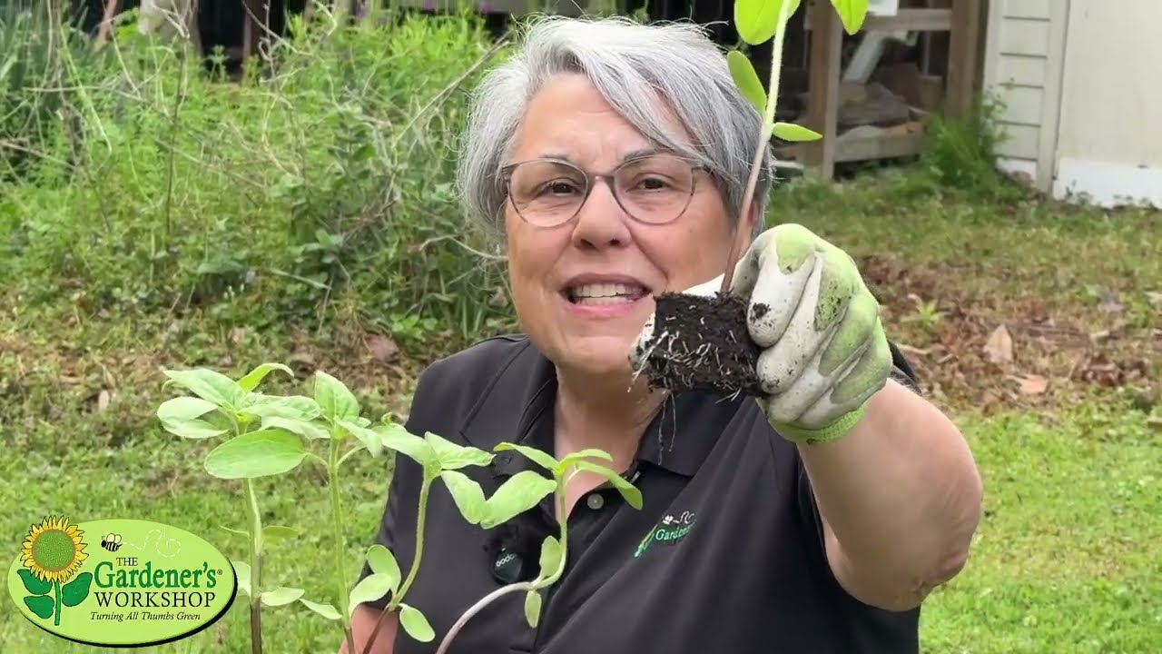 Part 1: How to Grow a Summer Cutting Garden: Easy Steps for Flower Success