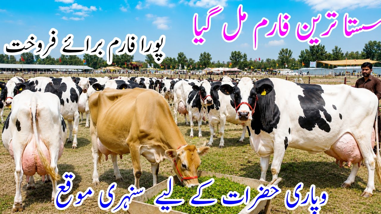 Cheapest Dairy Farm Found! Australian Friesian Cows for Sale | Punjab Pakistan