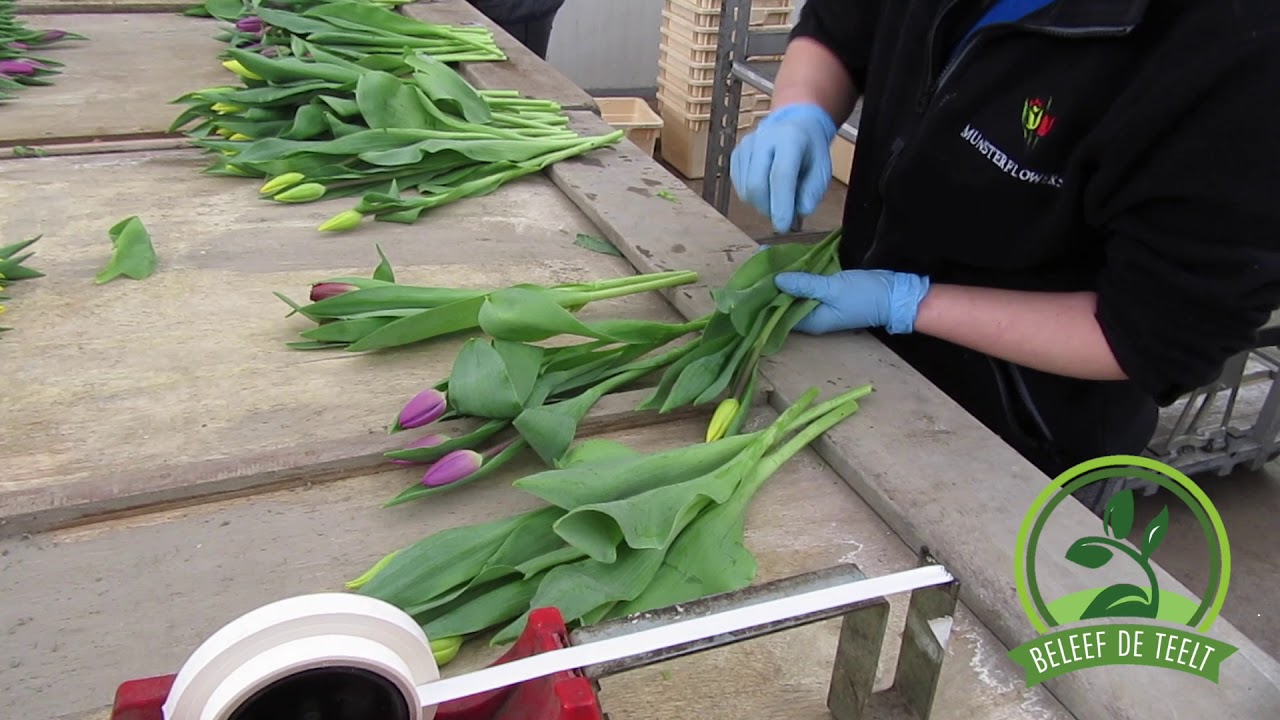 Tulpen bossen | Beleef de Teelt | #05