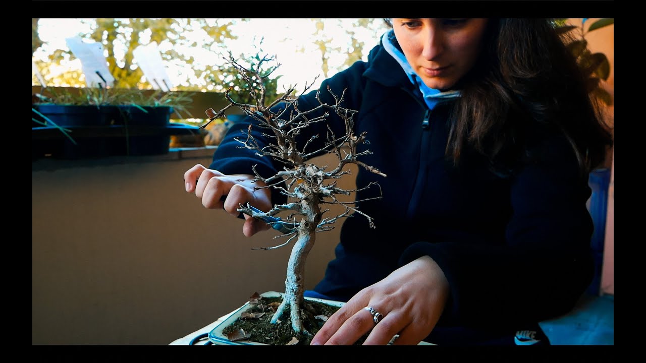 Carpino Bonsai, una nuova pianta da Rigenerare / Chill Bonsai