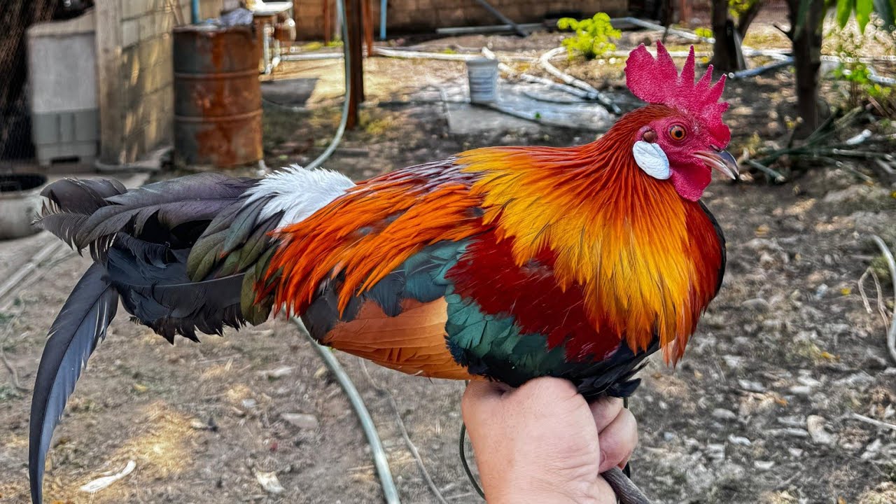 ໄກ່ຕໍ່-ไก่ต่อสีแปลก