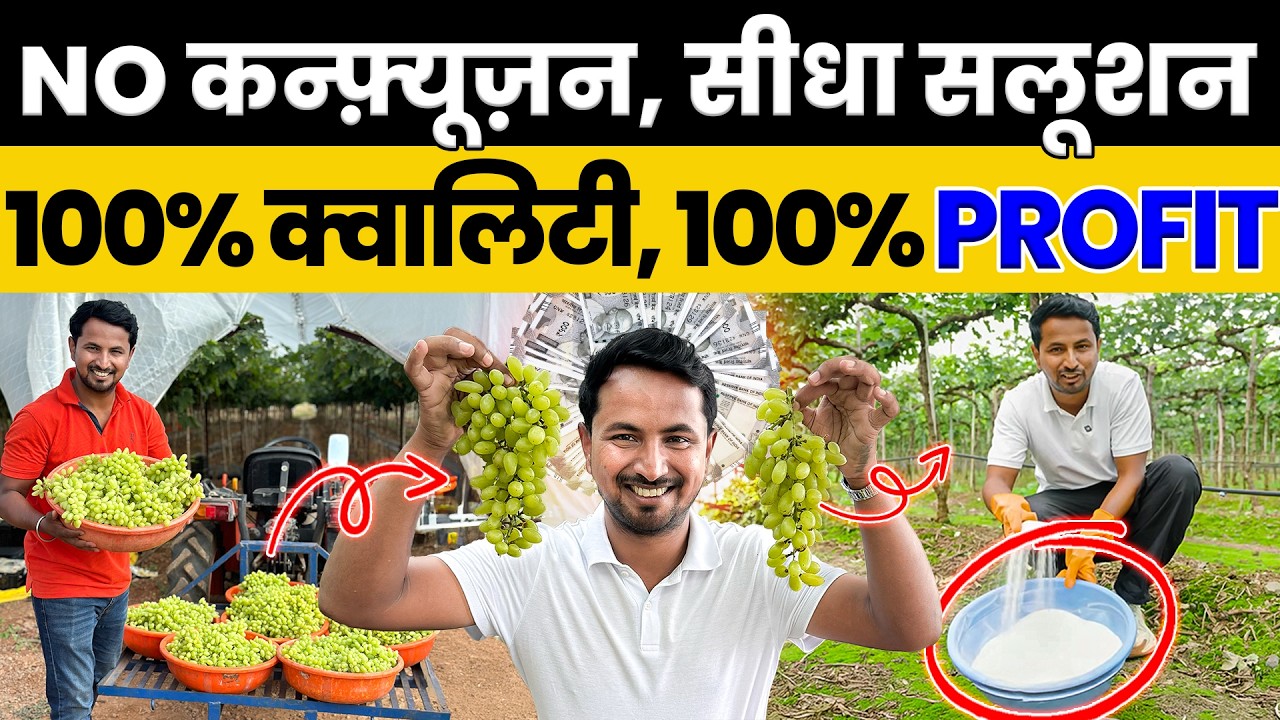 2700 करोड़ का Export 🚀🍇 Grapes Farming का One Stop Solution | Indian Farmer