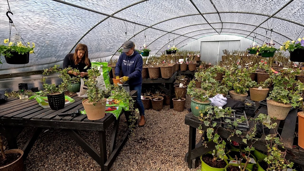 Picking Up Evergreens & Hydrangeas + Making Ivy Topiaries with My Mom! 🌲🌿🥰 // Garden Answer