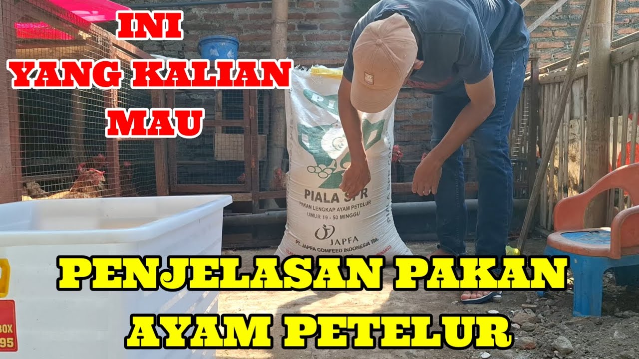 PENJELASAN PAKAN AYAM DAN SEPUTAR AYAM PETELUR SEKALA RUMAHAN
