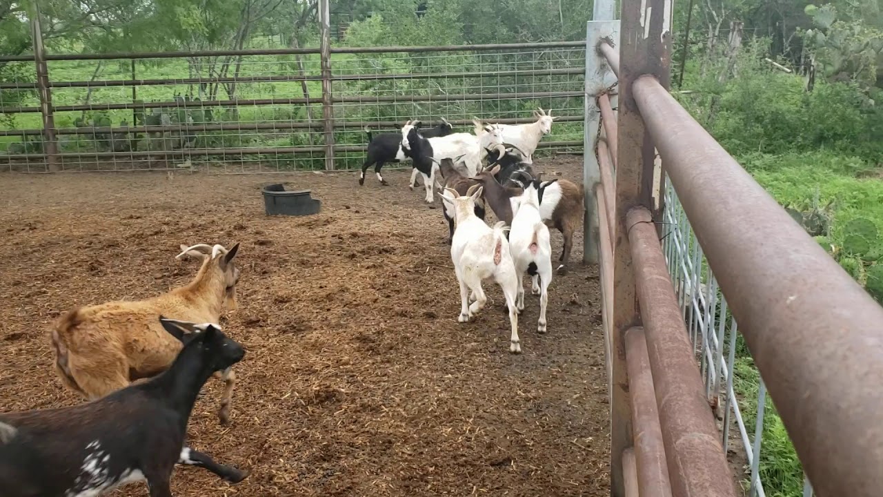 My fainting goats