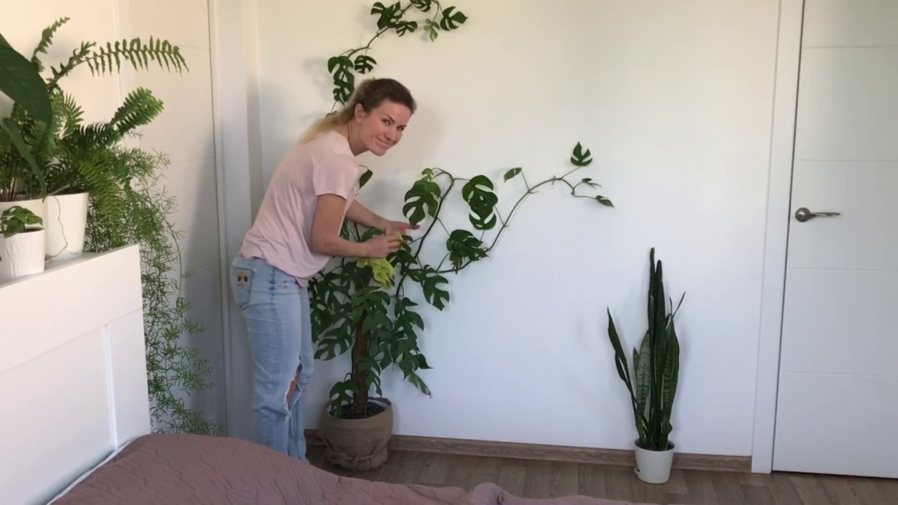 Рафидофора тетрасперма, заплетенная на стене.  Rhaphidophora tetrasperma on the wall.
