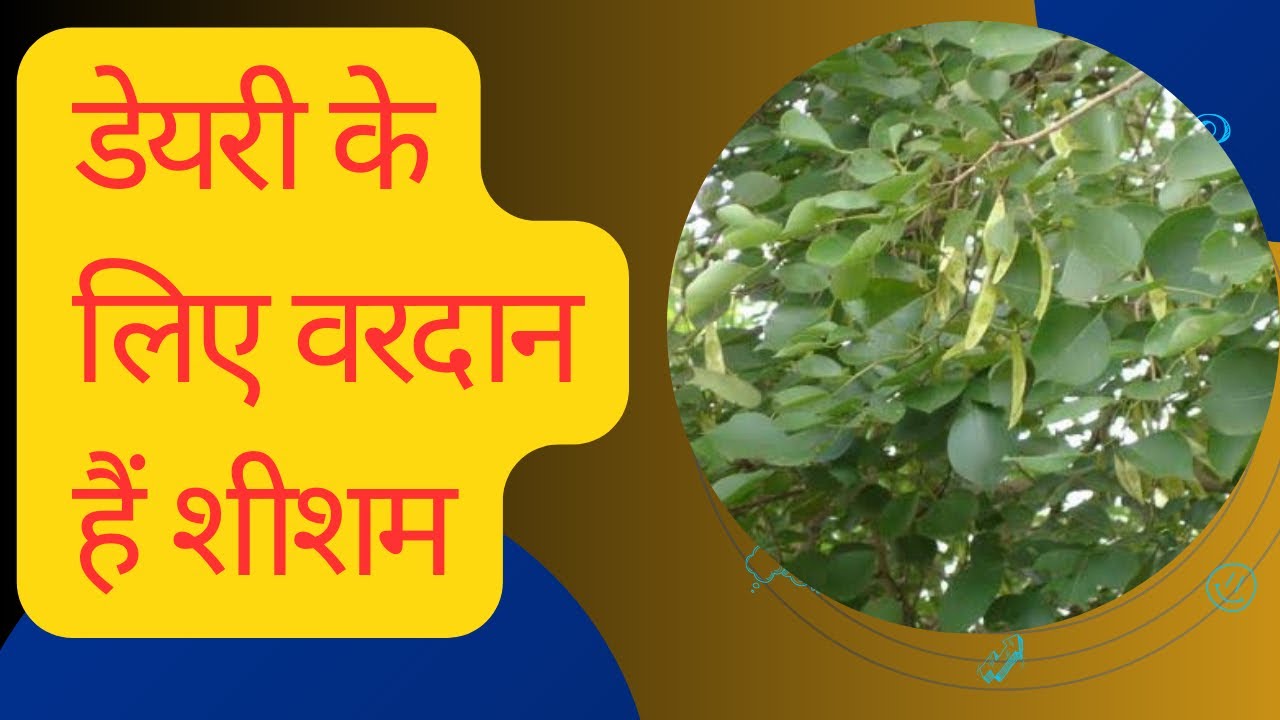 शीशम के पत्ते किसी वरदान से कम नहीं ( #Shisham , #Dalbergiasissoo)