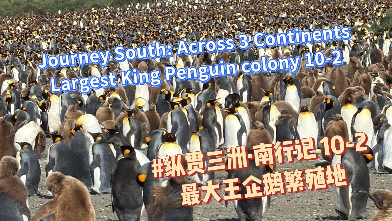 #antarcticexpedition 60000 #kingpenguin #southgeorgia #icoolrv#penguin  #colony #zodiac #南极 #王企鹅 