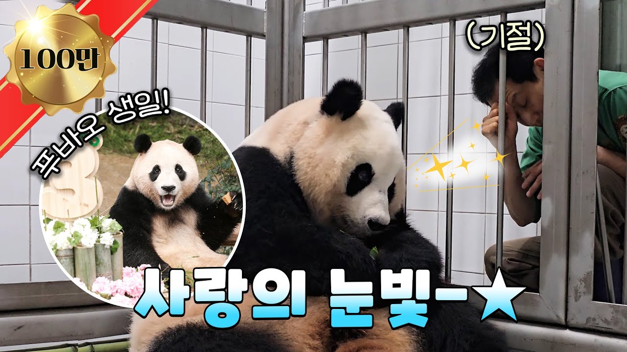 [ENG] 육아만렙 아이바오와 수다 삼매경 빠진 송바오ㅋㅋㅋ 생일파티 주인공 푸바오와 낭만판다 러부지까지❤│#판다와쏭 #118