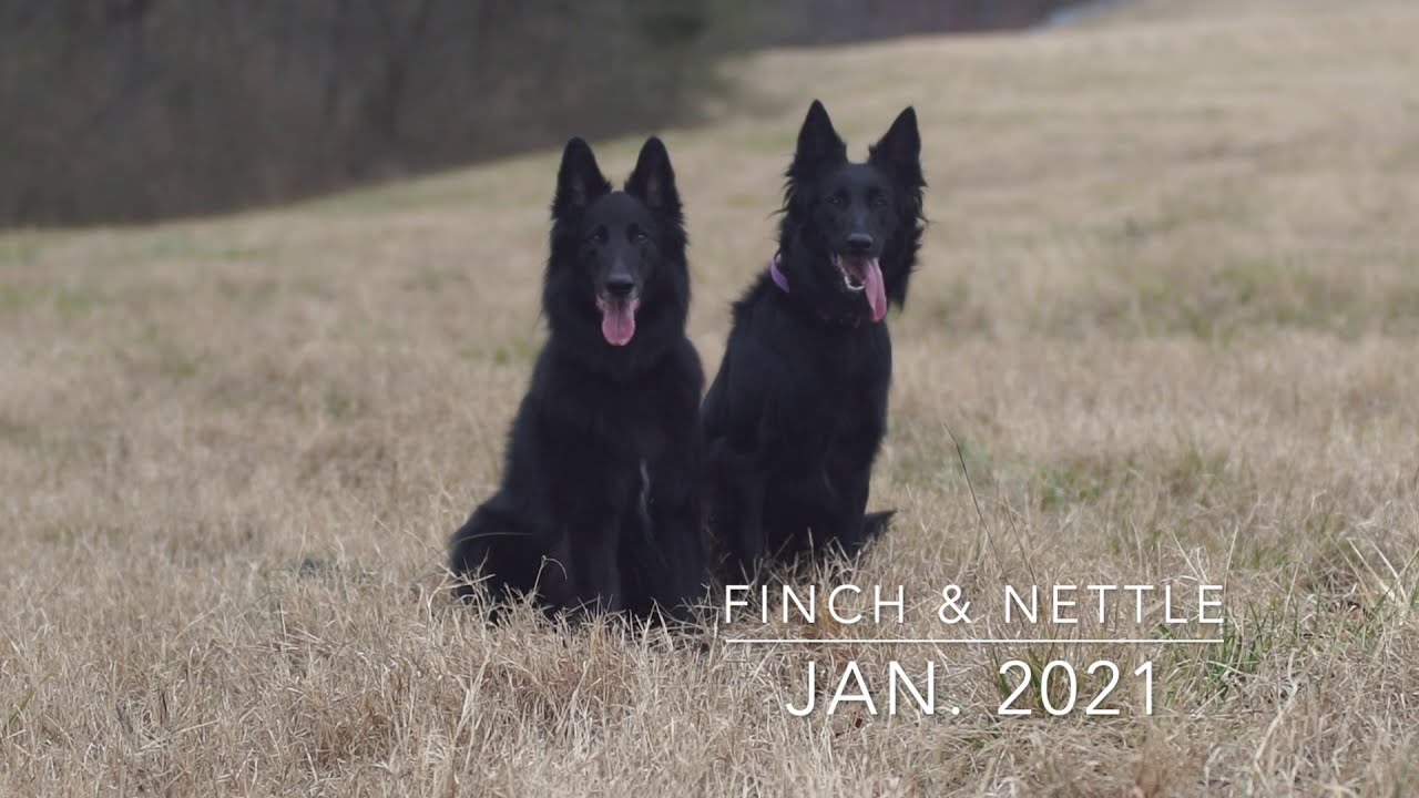 Groenendael Tricks: Finch and Nettle