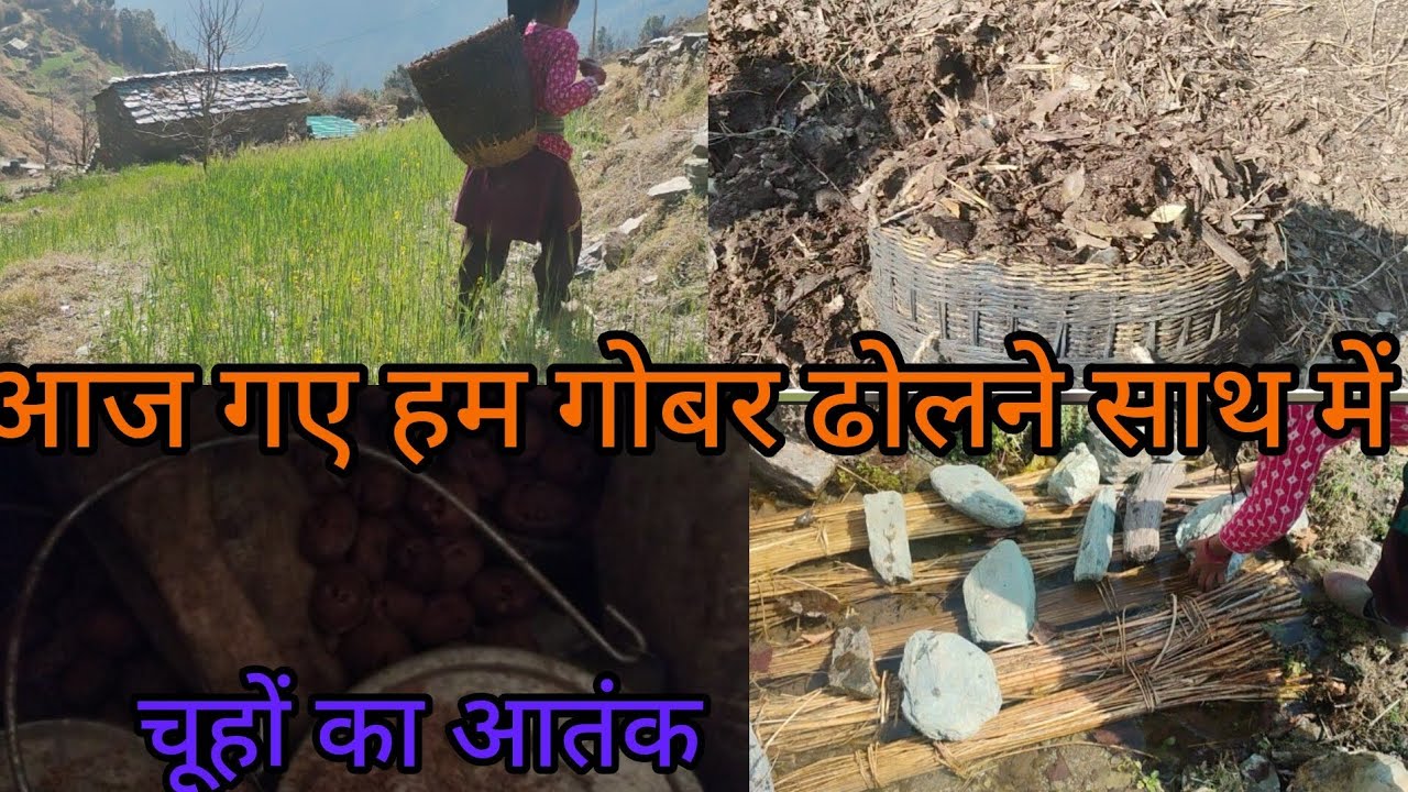 हम गए गोबर डालने और साथ में orr भी काम करने 🥵🥵आज तो मन ही नहीं किया काम करने का🥵#gayatri #funny 