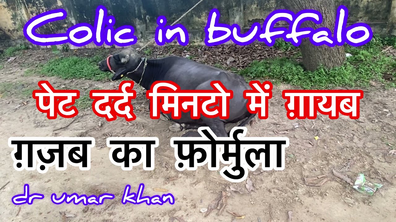 Colic in buffalo l भैंस का पेट दर्द l pain in stomach l dr umar khan